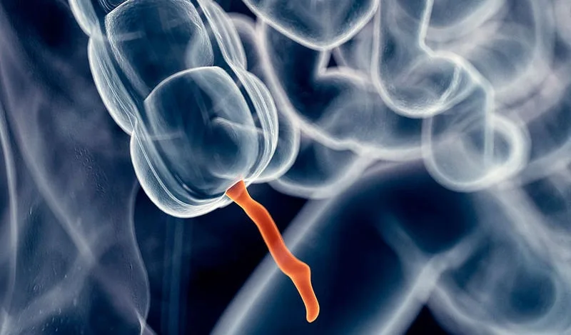 Apendicele, un segment rudimentar al intestinului gros