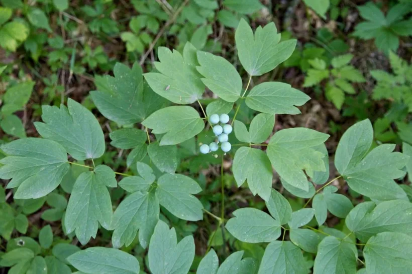 O naştere mai uşoară cu blue cohosh