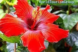 Hibiscus, o floare miraculoasă