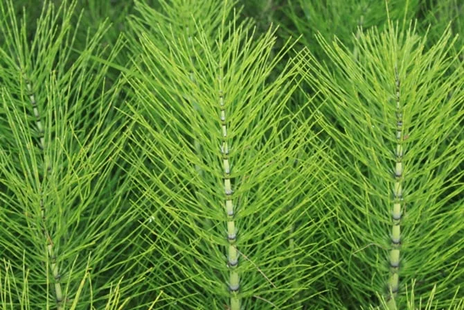 Coada calului - planta