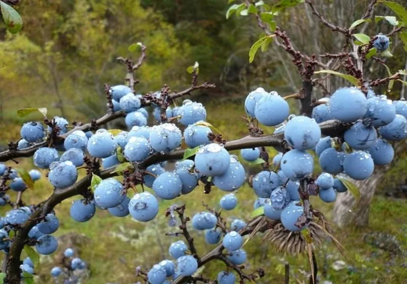 Porumbele în terapia naturistă