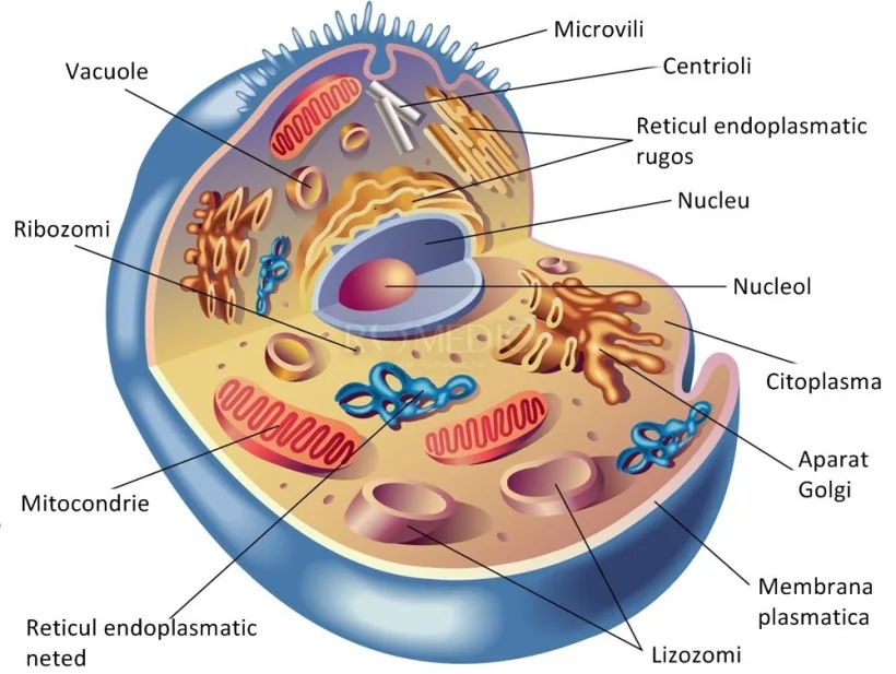 Biodinamica – o abordare transdisciplinară