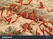 Bacteriile care provoacă lepra pot vindeca bolile hepatice