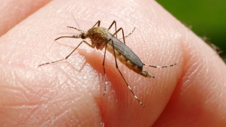 47 de cazuri de infecție cu West Nile în toată țara