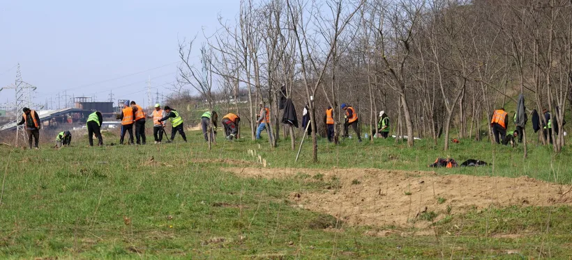 „Plămâni verzi”. Păduri urbane în patru zone ale orașului Galați